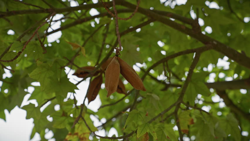 Close-up of brown seed pods hanging amongst green leaves on a ceratonia siliqua tree in murcia, spain.