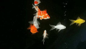 Gold fish best aquarium video