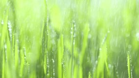 Green grass with dew drops clips, dew drops on green grass footage, rain drops on green grass video. Closeup rotation