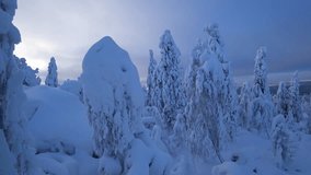Frozen snow-covered winter forest, deeply covered with snow in sunlight. Forest in the snow. Snowy winter. Trees in the snow on the way to the Stone City. Russia. Perm Region. 4K