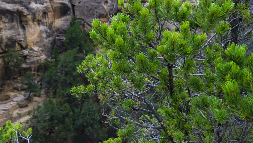 Cliff Palace, Mesa Verde National Park, Unesco World Heritage, Colorado, Usa, North America, America