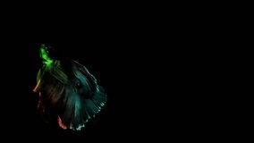 Colorful betta fish Siamese fighting fish isolated on black background. High contrast colors video for compositing and presentation.