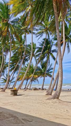 Static vertical shot of coconut palm trees swaying against white sandy beach in a tropical country. Royalty-Free Stock Footage #3474558271