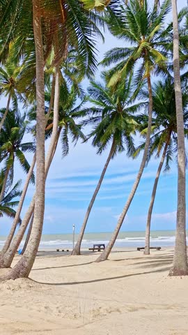 Static vertical shot of coconut palm trees swaying against white sandy beach in a tropical country. Royalty-Free Stock Footage #3474558397