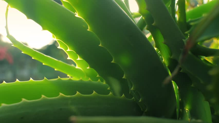 Aloe Vera plant growing in garden, sun flaring through leaves, closeup. Shallow DOF, 4K UHD. Royalty-Free Stock Footage #34745740