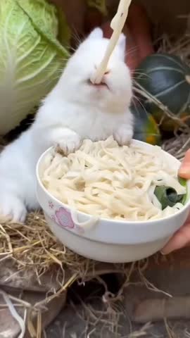 Beautiful rabbit eating yummy noodles| cute white rabbit #viral #shorts #wildlife #Nature Royalty-Free Stock Footage #3474578375
