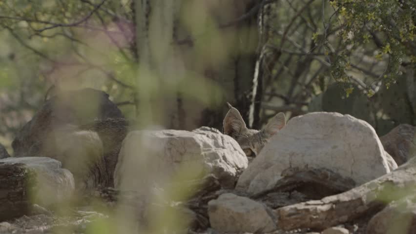 bob cat lies in wait behind a stone in the Sonoran desert