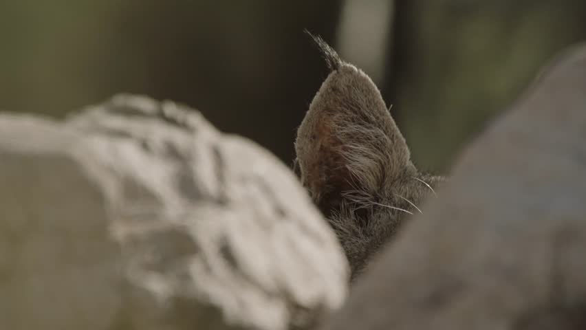 bob cat lies in wait behind a stone in the Sonoran desert