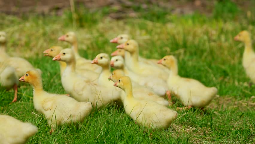 Domestic gosling outdoor. Close up newborn yellow duck in warm tone and beak on the grass