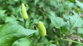 Bactrocera dorsalis oriental fruit fly injects eggs into chili pepper using its ovipositor