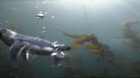 Little Blue Penguins underwater chasing fish amongst kelp Stock Video