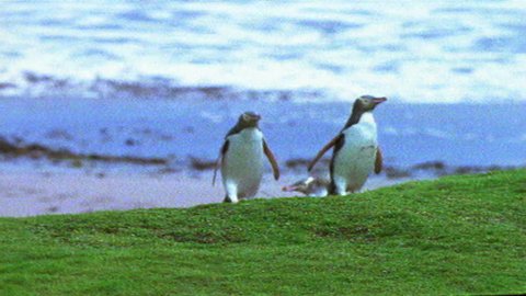Group of Yellow-eyed Penguin Stock Video