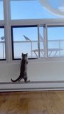 Rear view, young gray cat, looks at seagulls through window, stands on its hind legs, against background of clear blue sky, medium plan, vertical video.