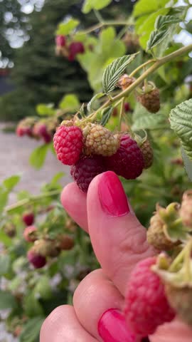 femal hand with manicure collects ripe raspberries from bush,harvest season of fresh berries with vitamins for harvesting for the winter, vertical, High quality 4k footage Royalty-Free Stock Footage #3474793337