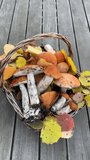 full basket of ripe boletuses in the forest in autumn,collecting edible mushrooms, preparations for the winter, natural proteins and trace elements with vitamins,high quality video in FullHD formatt.