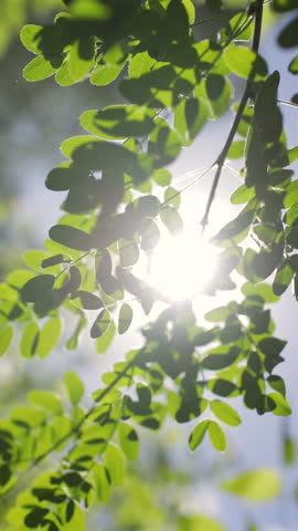 Sun rays shine through the green leaves of the trees in summer day. Vertical video.