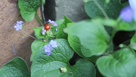 Footage of two videoclips, ladybird on blue Myosotis flowers. Videos with sound - bird chirping. Garden scene.  Video de stock