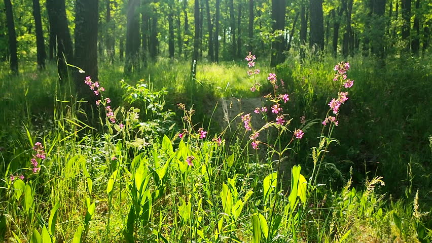 Pink flowers and green leaves lit by bright sun in green spring forest in sunny day. Bright blooming flowers. Wildlife in spring summer. Sunbeams. Plants vegetation. Natural background Nature backdrop