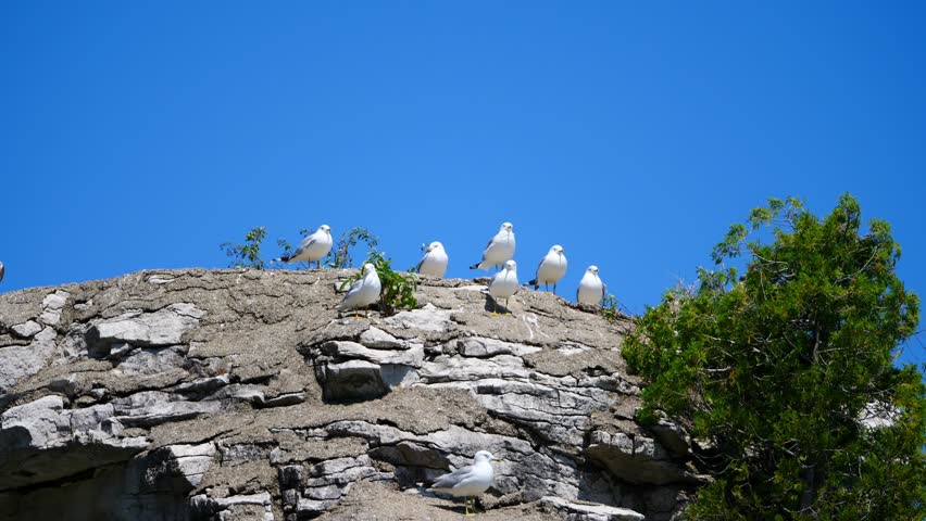 group of seagulls perched on cliff