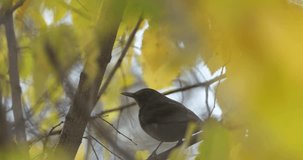 turdus merula on the tree footage videos animals.