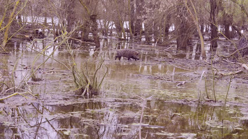 Wild boar (Sus scrofa) walks along the floodplain forest at Danube delta, Slow motion
