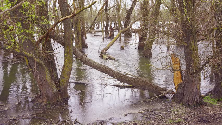 Floodplain forest in the river delta, Slow motion. Landscape with flooded trees. Spring flood