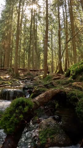 Small crystal water cascading creek in Nuuksio National Park, Finland. Sunny summer day in forest. Beautiful spring water running in rocks. With sounds of nature, the singing of birds, the murmur of a
