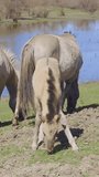Vertical video, Wild horses graze in the meadow, a curious foal look at camera, on a pond and bushes in the background, Close-up, Slow motion. Wild Konik or Polish primitive horse