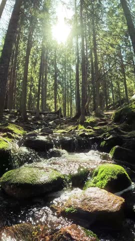 Small crystal water cascading creek in Nuuksio National Park, Finland. Sunny summer day in forest. Beautiful spring water running in rocks. With sounds of nature, the singing of birds, the murmur of a