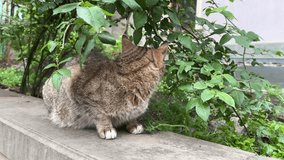 Horizontal 4K video. Homeless street cat sits on stone wall, near bush and looks around. Concept of wildlife, pet care. Portrait of domestic animal. Sunny summer day. Georgian city of Tbilisi. Meow