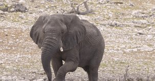 Video of an elephant running in Etosha National Park in Namibia during the day in summer