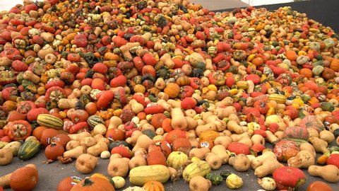 Food over production of pumpkins at a waste dump