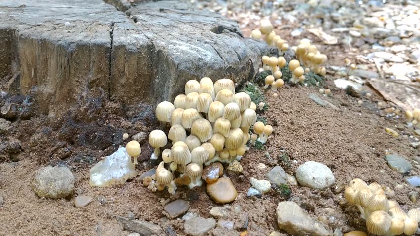 a family of poisonous mushrooms grows next to an old rotten stump. beauty in nature, in the autumn forest. inedible mushrooms cause hallucinations and toxin poisoning