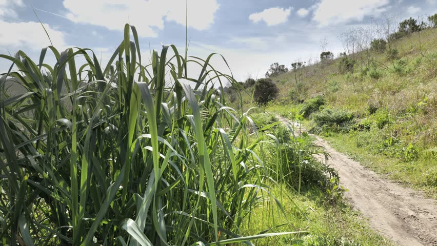 Thickets of spring vegetation in Southern California.