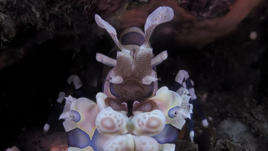 Harlequin shrimp - Hymenocera picta (feeding on a starfish). Underwater macro video. Tulamben, Bali, Indonesia.