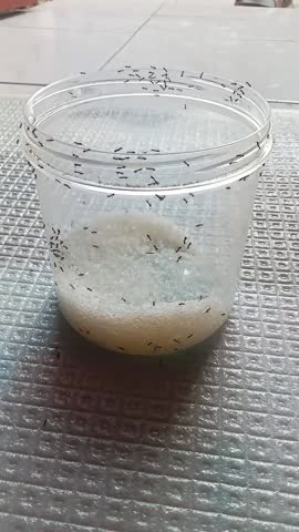 an army of ants is coming out of the sugar jar