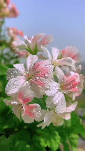 Portrait video, Macro shot of rose geranium flower with water drops. Dew drops falling on flower petals. Slow motion, top view