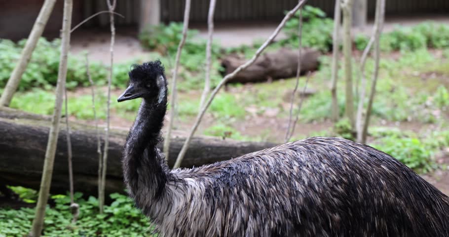 Dromaius novaehollandiae closeup portrait of emu walking in a zoo. Emu bird features and lifestyle and habitat of emu Royalty-Free Stock Footage #3475118153