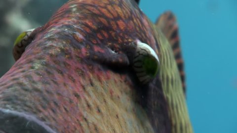Close-up toothy Balistidae fish Titan Triggerfish underwater Red sea. Relax video about marine nature of beautiful lagoon.