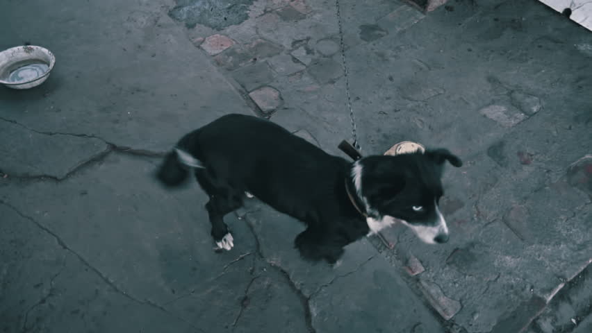 Dog chained at home near his kennel and bowls of food. Young yard dog on a chain. Natural rural scene. Sad, hungry, thin and lonely dog in chain sitting outside dog house. Concept of animal abuse.