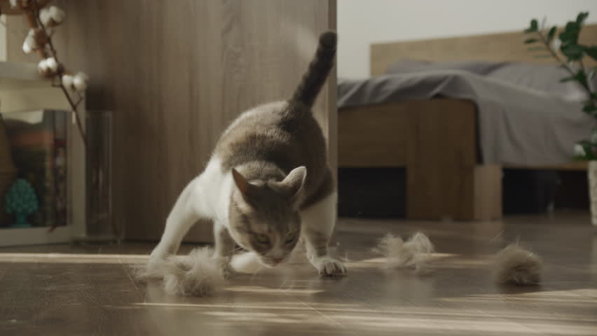 Cat Playing with Shed Fur