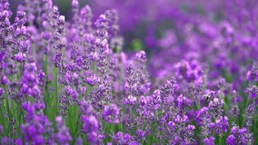 Purple lavender flowers field. Natural background, slow motion.