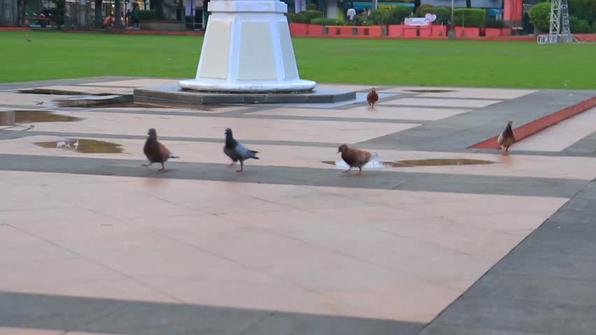 close up view of a group of pigeons are walking and looking for food in a city park