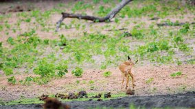 African impala or rooibok (Aepyceros melampus petersi) grazing in Chobe National Park, Botswana, South Africa.