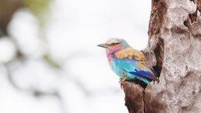 Portrait of a Lilac-breasted roller (Coracias caudatus) perched on a tree. Botswana, South Africa.