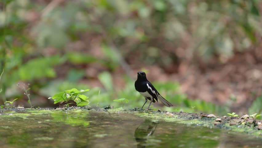 Oriental Magpie Robin birdwatching in the forest.