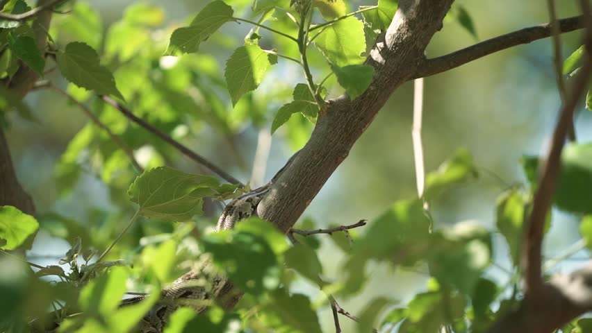 Anaconda climbing up a tree