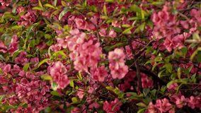 Close-up of quince tree flowers. Flowering time of plants. Spring in nature. Pink flowers.