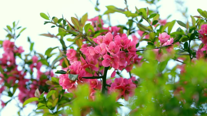 A blooming branch of a quince tree, hiding behind the greenery. Spring, sunny time. Flowering period Royalty-Free Stock Footage #3475496933