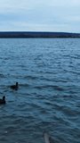 Flock of wild ducks running across the water. Black birds in their natural habitat. Dark water surface background and forest in the horizon. Vertical video